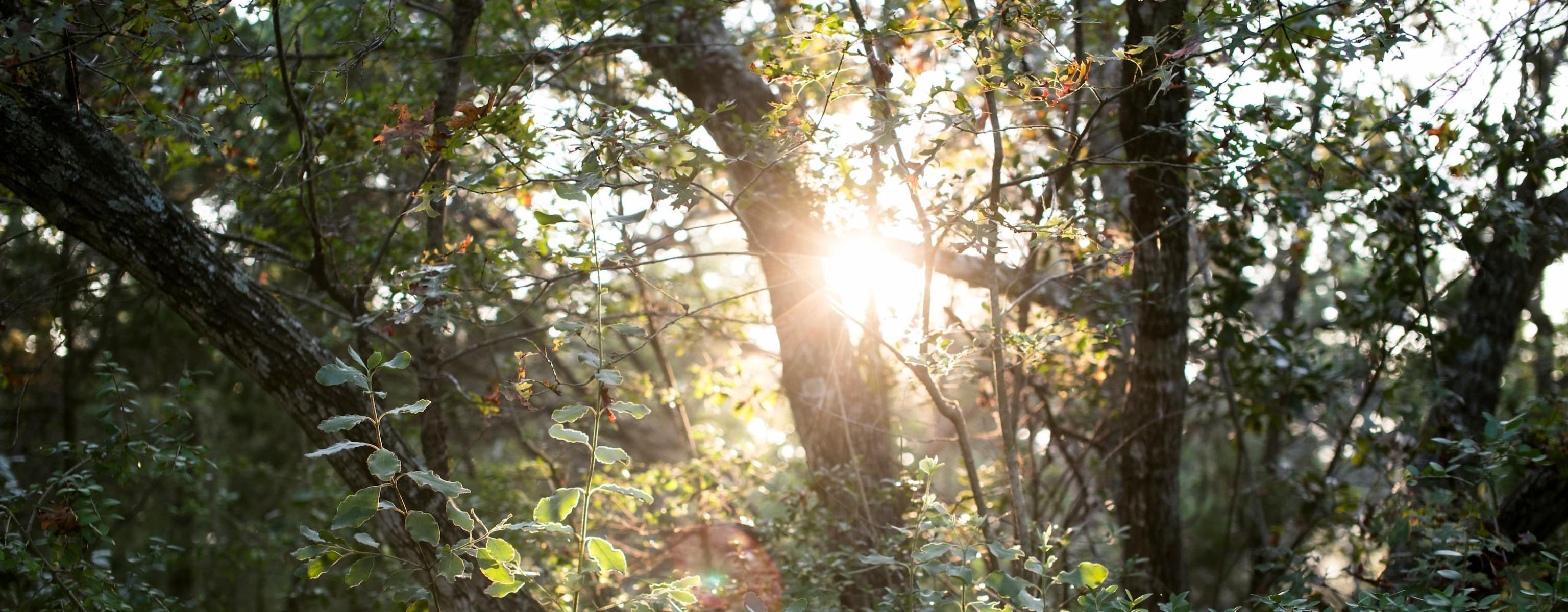 Light shines through a nearby treeline